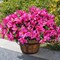 3-Bundle Artificial Outdoor Azalea Flowers – UV-Resistant Faux Silk Bouquets for Planters, Front Door, Patio, Garden, Walkways, and Home Decor (Fuchsia)